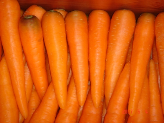 Fresh Carrot With High Quality