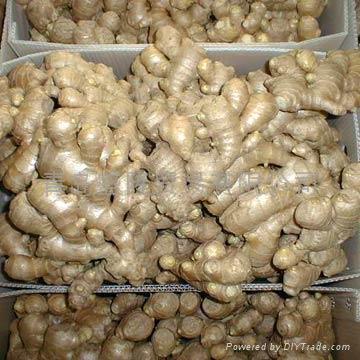 Fresh Ginger For Sale