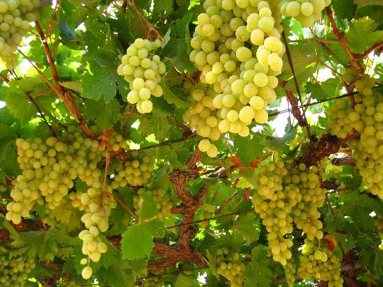 Fresh White Red Grapes Egypt