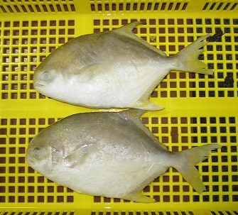 Frozen Golden Pompano For Sell