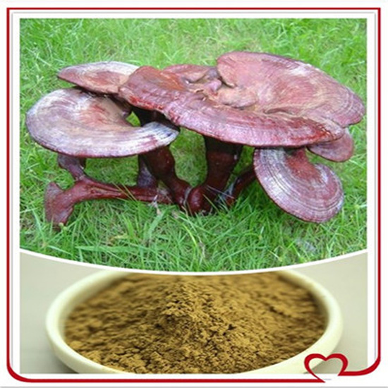 Ganoderma Lucidum Extract Powder High Medicine Value