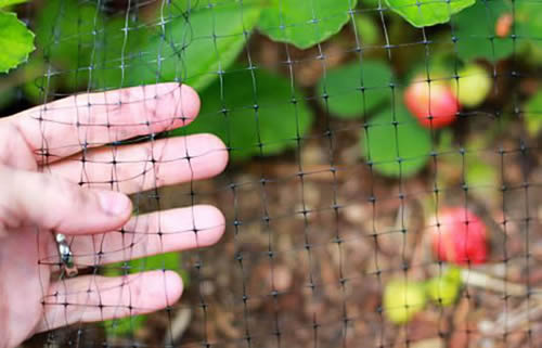 Garden Bird Netting With Various Mesh Openings To Control Birds