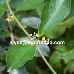 Gymnema Sylvestre Extract 25 75 Gymnemic Acids