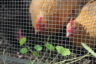 Hardware Cloth Smallest Mesh Protects Poultry