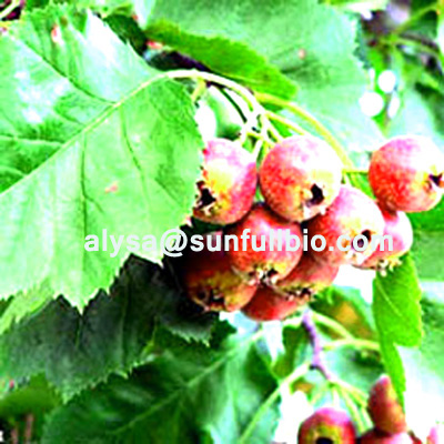 Hawthorn Leaf Extract Crataegus Concentrated Sodium