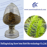 High Quality Huperzia Serrate Extract