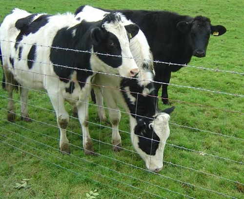 High Tensile Heavy Galvanized Coated Cattle Fence