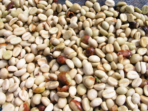 I Want To Sell Arabica Green Coffee Bean