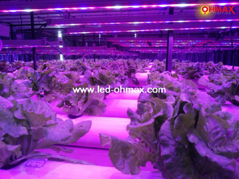 Led Grow Light To Make Plants Faster Harvest Better