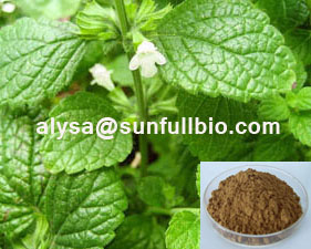 Lemon Balm Extract 3 5 Rosmarinic Acid