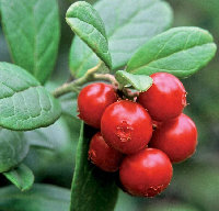 Lingonberry Anthocyanin