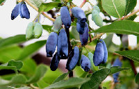 Lonicera Caerulea Extract Anthocyanin