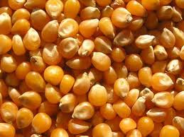 Maize Exporter Or Seller