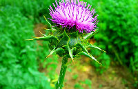 Milk Thistle Extract Flavone