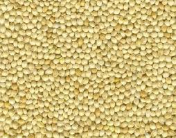 Millet Exporter Or Seller