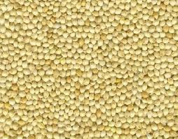 Millet Exporter Or Seller