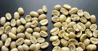 Most Popular Green Coffee Bean Extract From Professional Manufacturer