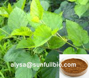 Mulberry Leaves Extract