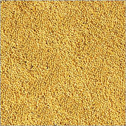 Mustard Seeds Is Commonly Used In Almost All Types Of Indian Cooking We Are Offering Best Quality Ye