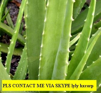 Offer Fresh Aloe Vera Leaf From Viet Nam