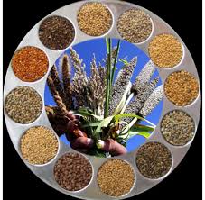 Offer To Sell Millets