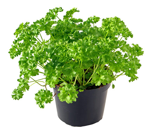 Parsley P Eparsley E