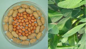 Peanuts Or Grountnut Kernal Exporter