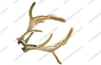 Pilose Deer Horn Extract