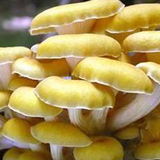 Pleurotus Citrinopilestuspleurotus Citrinopilestus