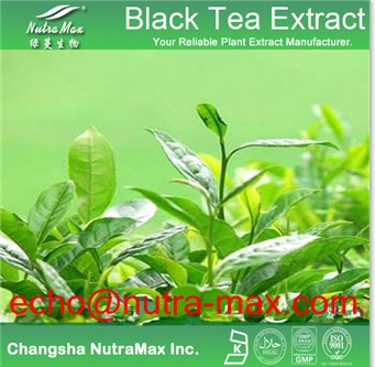 Pueraria Kudzu Root Extract 40 Isoflavnis