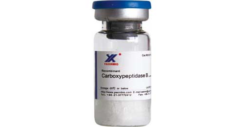 Recombinant Carboxypeptidase B