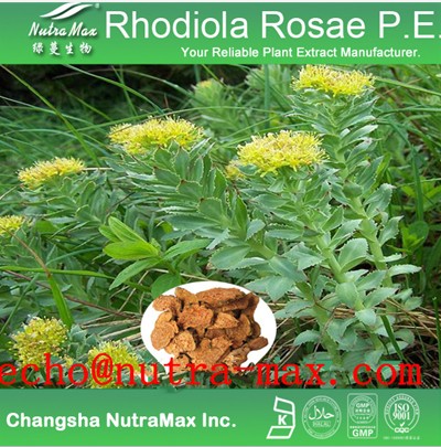 Rhodiola Rosae Extract 5 Rosavins