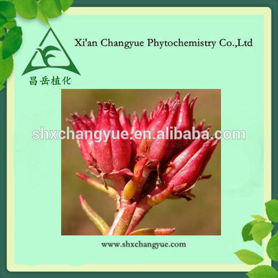 Rhodiola Rosea Extract Powder Glucoside