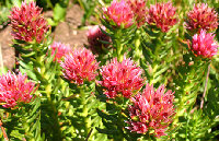 Rhodiola Rosea Extract Salidroside Total Rosavin