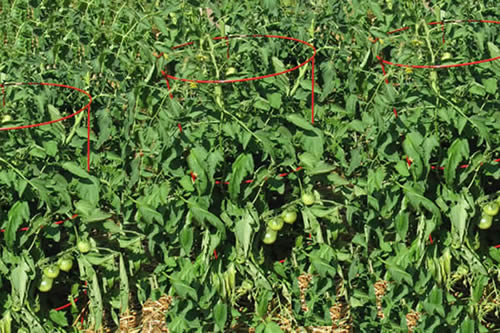 Round Tomato Cages Are Great For Plants Vertical Support