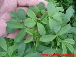 Sell Egyptian Clover Seeds Berseem