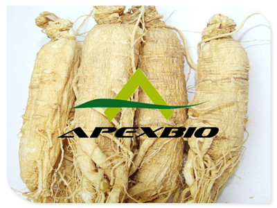 Sell Panax Ginseng Extract Powder