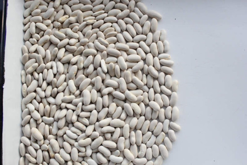 Spanish White Kidney Beans