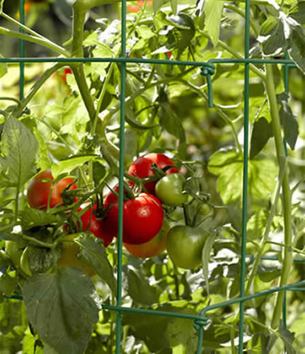 Spiral Stake Support As A Climbing Aid For Tomatoes And Cucumbers