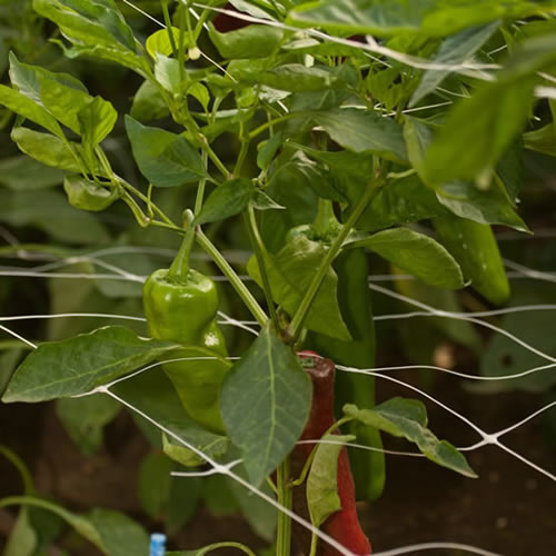 String Trellis A Cheap Garden Accessory For Vining Plants