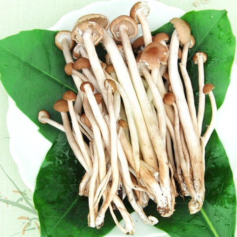 Supply Natural Agrocybe Aegerila Extract Powder 10 40