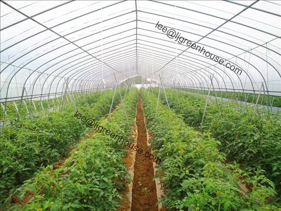 Tomato Greenhouse For Growing