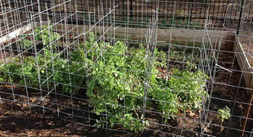 Tomato Ladders Give You A Bigger Harvest Of Delicious Tomatoes