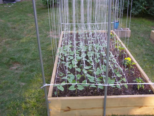 Tomato Trellis Gives You Four Benefits To Your Plants