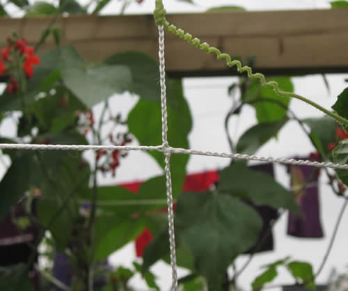 Trellis Netting Helps Increase Yields By Optimizing Space