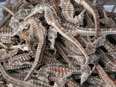 Viet Nam Best Sea Horse