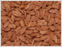 We Offer High Quality Mamro Almond