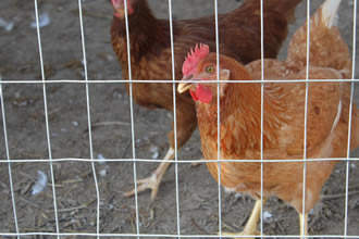 Welded Poultry Netting Firm Enough To Rear