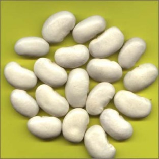 White Kidney Bean P E Zs 35