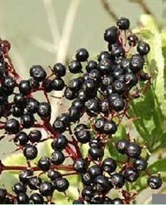 Anthocyanidins 25 Elderberry Extract Sambucus Nigra L